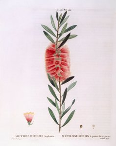 Metrosideros Lophanta, botanische Tafel von Pierre Joseph Redouté