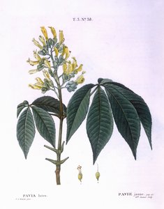 Pavia lutea, botanische Tafel von Pierre Joseph Redouté