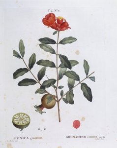 Granatapfel (Punica granatum), botanische Tafel von Pierre Joseph Redouté von Pierre Joseph Redouté