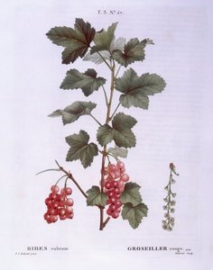 Rote Johannisbeere (Ribes rubrum), Henry Louis Duhamel du Monceau, botanische Tafel von Pierre Joseph Redouté