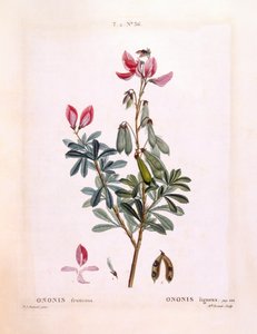 Hauhechel (Ononis fruticosa), botanische Tafel von Pierre Joseph Redouté