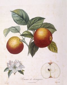 Apfel "Pomme de chataignier", botanische Tafel von Pierre Antoine Poiteau von Pierre Antoine (after) Poiteau