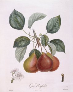 Birne "Gros Rousselet" von Pierre Antoine (after) Poiteau