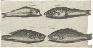 Grundel, Barsch, Wittling und ein anderer Fisch von Pierre Firens