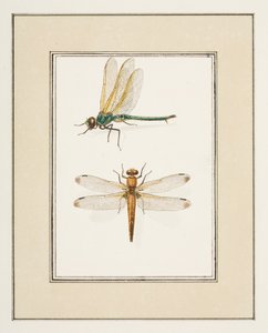 Libellen, ca. 1755-65