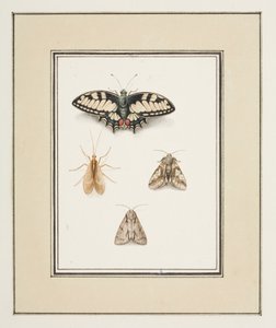 Schwalbenschwanz, Eintagsfliege und zwei Motten, ca. 1755-65