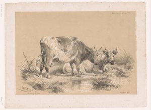 Studie von zwei Kühen