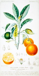 Citrus Aurantium oder Sevilla-Orange, um 1820 von Pierre Jean Francois (after) Turpin