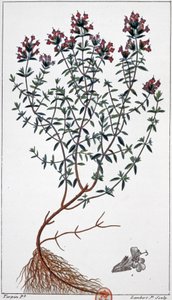 Thymian (Gravur) von Pierre Jean Francois (after) Turpin