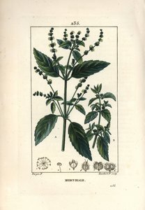 Einjährige Mercuriale, Mercurialis annua. Handkolorierter Kupferstich von Lambert Junior nach einer Zeichnung von Pierre Jean-Francois Turpin aus Chaumeton, Poiret und Chamberets „La Flore Medicale“, Paris, Panckoucke