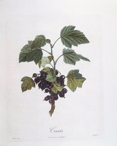 Schwarze Johannisbeere (Ribes nigrum) oder Cassis Noir de Bourgogne, botanische Tafel von Pierre Jean Francois Turpin