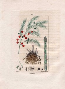 Botanik: Spargel - Spargelwurzel, Blüte und Frucht, Asparagus officinalis. Handkolorierter Kupferstich von Lambert nach einer Zeichnung von Pierre Jean-Francois Turpin aus Chaumeton, Poiret et Chamberet