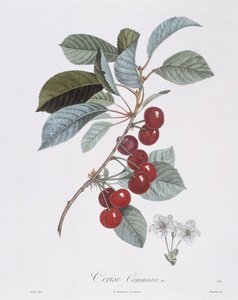 Kirschbaum, botanische Tafel von Pierre Jean Francois Turpin