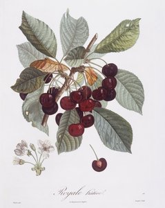 Kirschbaum (Prunus avium), botanische Tafel von Pierre Jean Francois Turpin