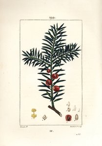 Gemeine Eibe oder Beeren-Eibe - Eibe, Taxus baccata von Pierre Jean Francois Turpin