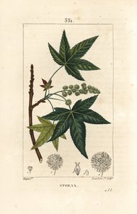 Copalm von Amerika oder Liquidambar, Liquidambar styraciflua