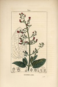 Ohrskrofulose - Wasserfeige, Scrophularia aquatica, mit Blüte, Blatt, Stängel, Samen und Blattriss von Pierre Jean Francois Turpin