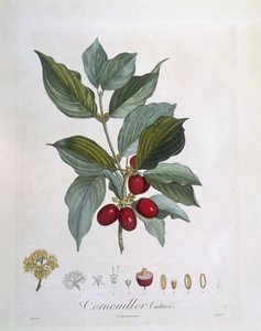 Kornelkirsche (Cornus mas), botanische Tafel von Pierre Jean Francois Turpin