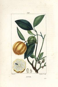 Garcinia gummi gutta oder Malabar-Tamarinde, Gambooge, Brindall Bay - Gummiguttbaum, Cambogia gutta, mit Frucht, Blatt, Blüte und Fruchtquerschnitt