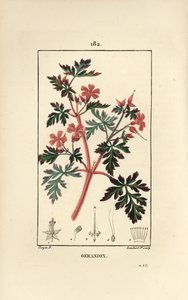 Storchschnabelkraut Robert - Ruprechtskraut, Geranium robertianum von Pierre Jean Francois Turpin