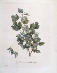 Stachelbeere (Ribes uva-crispa), botanische Tafel von Pierre Jean Francois Turpin