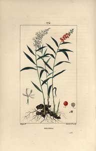 Großer Galanga oder Galanga - Großer oder Thai-Galangal, Alpinia galanga, zeigt Blüten, Beeren, Blätter und Rhizomwurzel von Pierre Jean Francois Turpin