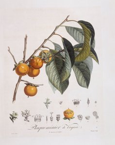 Japanische Persimone oder Kaki (Diospyros kaki), botanische Tafel von Pierre Jean Francois Turpin von Pierre Jean Francois Turpin