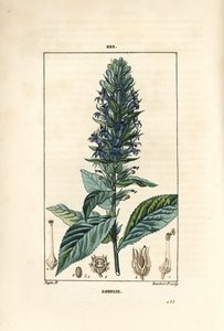 Große Lobelie von Pierre Jean Francois Turpin
