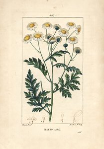 Mutterkraut - Fieberkraut, Matricaria vulgaris