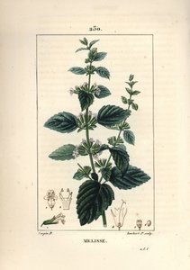 Gartenmelisse - Zitronenmelisse, Melissa officinalis von Pierre Jean Francois Turpin
