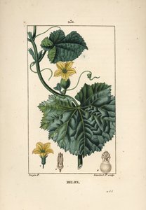 Melonenblüten