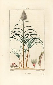 Edles Zuckerrohr von Pierre Jean Francois Turpin