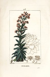 Große Fetthenne - Gemeine Hauswurz, Sedum majus