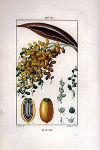 Dattelpalme, Phoenix dactylifera, zeigt reife Früchte an einem Zweig und einzelne Früchte im Querschnitt. Handkolorierte Punktkupferstich von Lambert nach einer Zeichnung von Pierre Jean-Francois Turpin aus Chaumeton, Poiret et Chamberet