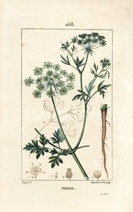 Petersilie, Petroselinum crispum, mit Blume, Blatt, Stängel, Wurzel und Samen. Handkolorierter Kupferstich von Lambert Junior nach einer Zeichnung von Pierre Jean-Francois Turpin aus Chaumeton, Poiret und Chamberet