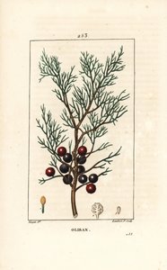 Phönizischer Wacholder, Juniperus phoenicea, mit Zweig, Blatt und Beere. Handkolorierter Kupferstich von Lambert Junior nach einer Zeichnung von Pierre Jean-Francois Turpin aus Chaumeton, Poiret und Chamberets „La Flore Medicale“, Paris, Panckoucke von Pierre Jean Francois Turpin