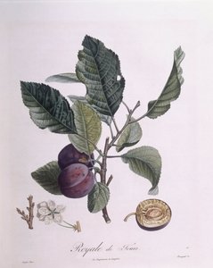 Pflaume "Royale de Tours", botanische Tafel von Pierre Jean Francois Turpin