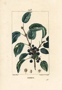 Abführender Faulbaum, Cathartischer Faulbaum oder Offizineller Faulbaum - Purgier-Faulbaum, Rhamnus cathartica. Handkolorierte Punktkupferstich von Lambert Junior nach einer Zeichnung von Pierre Jean-Francois Turpin aus Chaumeton, Poiret und Chamberet