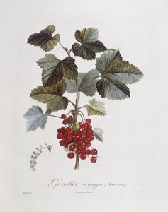 Rote Johannisbeere, botanische Tafel von Pierre Jean Francois Turpin