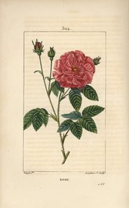 Rose de France oder Rose de Provins - Rosa gallica, mit Knospe, Blüte, Blatt und dornigem Stängel von Pierre Jean Francois Turpin