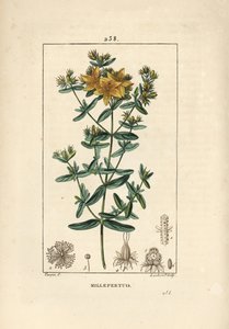 Johanniskraut - Echtes Johanniskraut, Hypericum perforatum