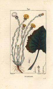 Huflattich - Tussilago farfara, mit Blume, Blatt, Stängel und Wurzel. Handkolorierter Kupferstich von Lambert Junior nach einer Zeichnung von Pierre Jean-Francois Turpin aus Chaumeton, Poiret und Chamberet