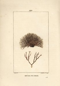 Verschiedene Fucus-Arten, Fucus helminthocorton. Handkolorierter Kupferstich von Lambert Junior nach einer Zeichnung von Pierre Jean-Francois Turpin aus Chaumeton, Poiret und Chamberets „La Flore Medicale“, Paris, Panckoucke