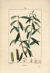 Weiße oder Silberweide, Weißer Weidenbaum, Salix alba, mit Blatt, Blüte, männlichen und weiblichen Kätzchen, Frucht und Samen von Pierre Jean Francois Turpin