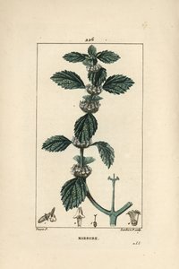 Weißer oder gemeiner Andorn - Gemeiner Andorn, Marrubium vulgare von Pierre Jean Francois Turpin