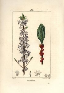Seidelbast, Daphne mezereum. Handkolorierter Kupferstich von Lambert Junior nach einer Zeichnung von Pierre Jean-Francois Turpin aus Chaumeton, Poiret und Chamberet