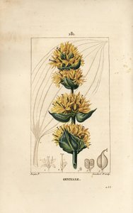 Gelber Enzian oder Großer Enzian, Gentiana lutea