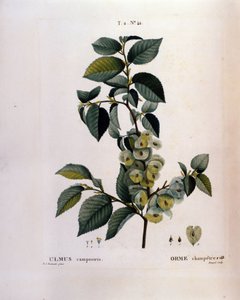 Botanik: Ulmenzweig. Tafel aus „Nouveau Duhamel du Monceau ou Traité des Arbres et Arbustes cultivés en France“. Aquarell von Pierre Joseph Redouté (1759-1840) 1819 von Pierre Joseph (after) Redoute