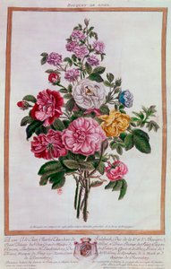 Rosenstrauß Lithographie von Pierre Joseph Buchoz (1731-1807) 18. Jahrhundert Paris, B.N.