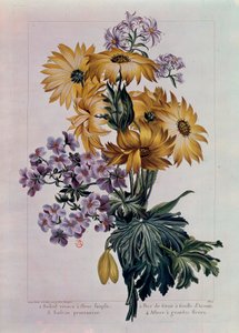Blumenstrauß aus Sonnenblumen und anderen Blumen. Stauden-Sonnenblume mit Einzelblüte, Kranichschnabel mit Akonitblatt und Aster mit großen Blüten. Lithographie von Pierre Joseph (1731-1807) 18. Jahrhundert Paris, B.N. von Pierre Joseph Buchoz